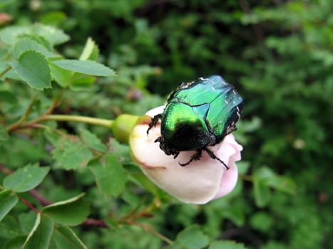 Very beautiful copper large beetle sits on the flower