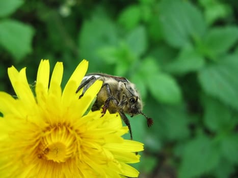 May-bug on the flower