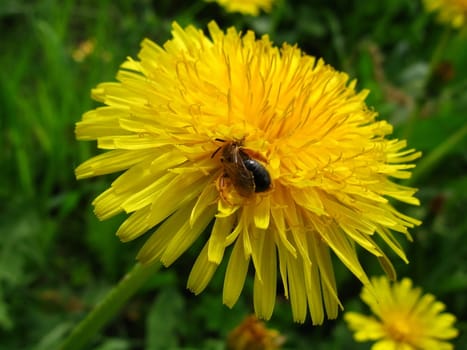 Small bee sits on the yellow dandelion on a green background