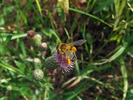 Very beautiful cute bee sits on the flower on a background of field