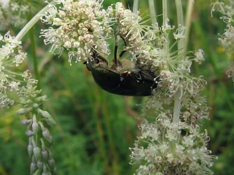 Very beautiful copper large beetle sits on the flowers