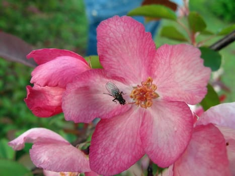 Small fly sits on the beautiful pink flower
