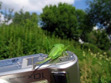 Cute green grasshopper sits on the digital camera