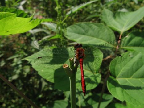 Red strong dragonfly sits on the stalk