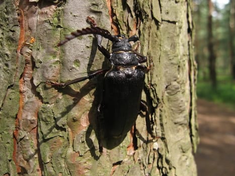 Strong black beetle sits on the pine trunk