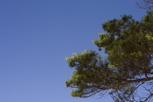 Pine tree and blue sky