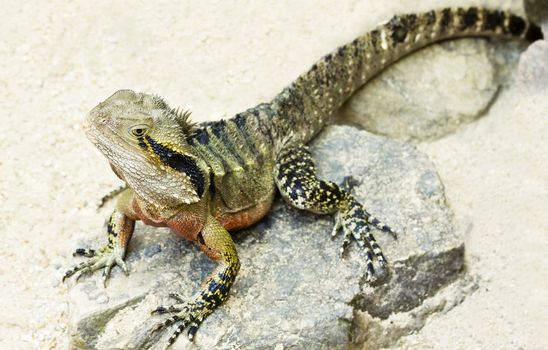 A close up of a beautiful Australian water dragon (Physignathus lesueurii) sitting on a rock