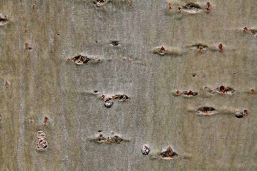 abstract texture of a tree's bark, beautiful background