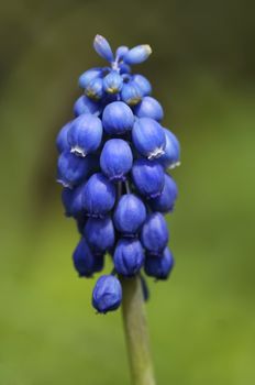 Detail of the spring flower - grape hyacinth