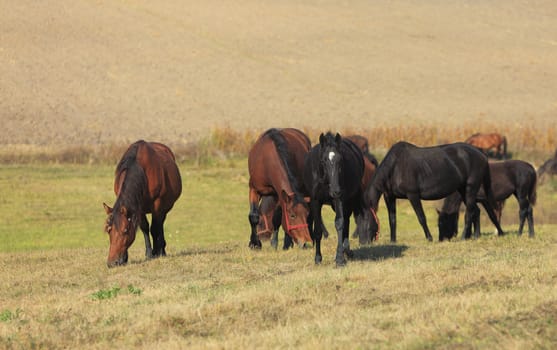 A group of horses inside of a herd of horses