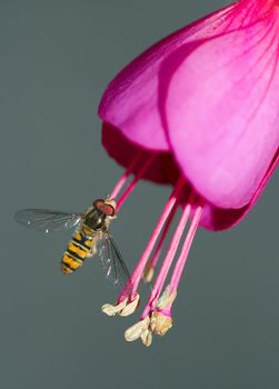 Detail (close-up) of the syrphid-fly - two-winged insects