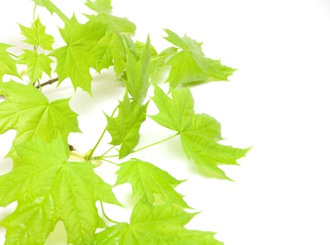 Green maple leaves on white