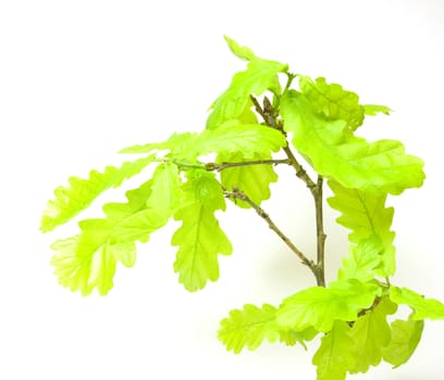 Green oak leaves on white