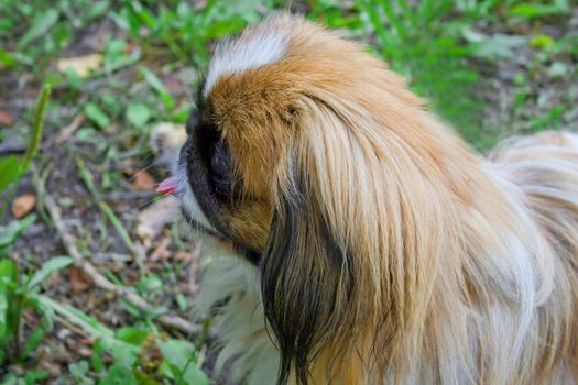 Portrait of a dog of breed a Pekinese against a grass