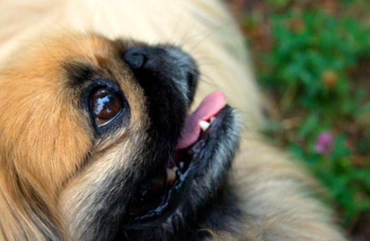 Portrait of a dog of breed a Pekinese against a grass