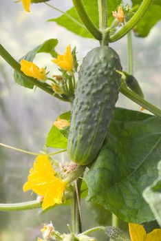 Green cucumber in hothouse.Growing cucumbers