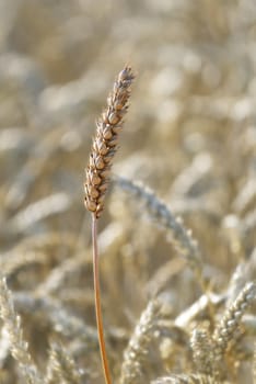 Gold wheat field that has begun to ear. 
