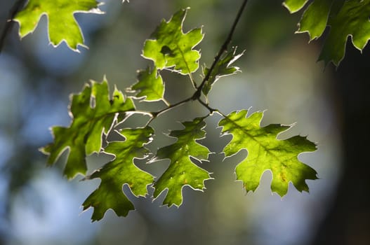 Backlit Oak Leaves with narrow depth of field.