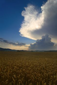 Gold  rye field. Summer evening.