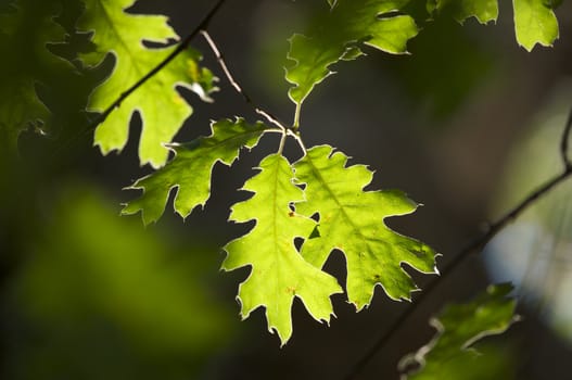 Backlit Oak Leaves with narrow depth of field.