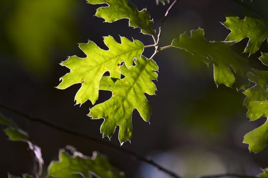 Backlit Oak Leaves with narrow depth of field.
