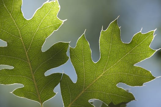 Backlit Oak Leaves with narrow depth of field.