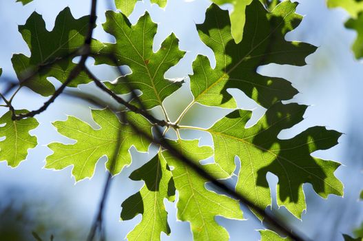 Backlit Oak Leaves with narrow depth of field.