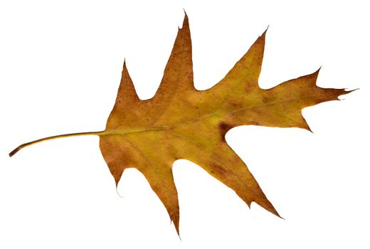 isolated autumnally colored oak leaf on white background