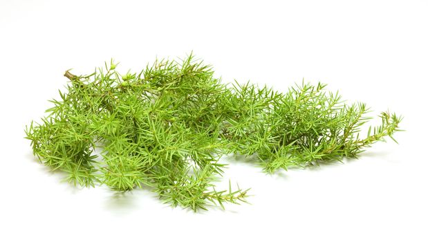 Green spruce branch on white background