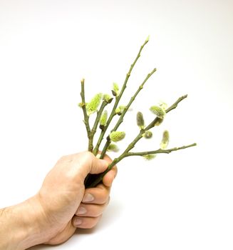 Human hand holding salix branches