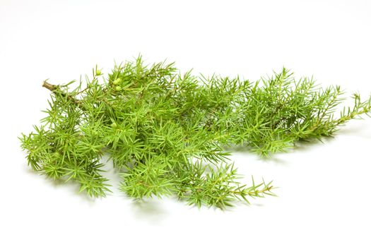 Green spruce branch on white background