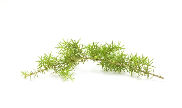 Green spruce branch on white background