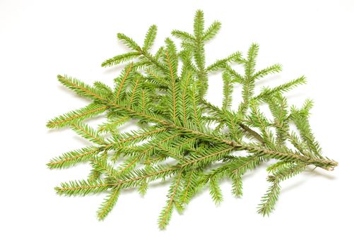 Green spruce branch on white background