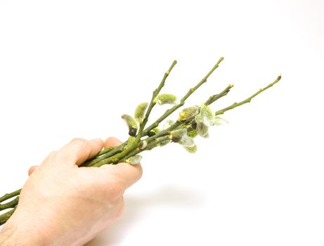 Human hand holding salix branches