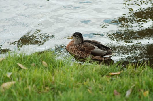 wild duck on pond surfase near brink.