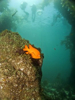Garibaldi on Catalina with Scuba Divers in the background