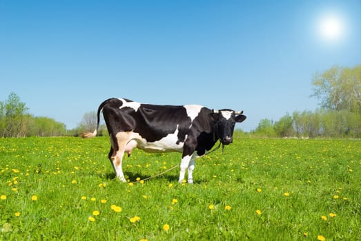 cows in pasture.An inquisitive cow in a scenic field 