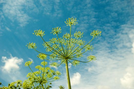 Years landscape with the blue sky and a plant.Apiaceae (Umbelliferae). 