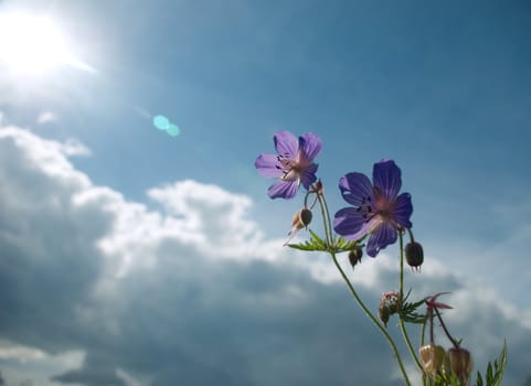 Field years flowers on a background of the solar sky 