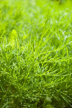 fresh dill herb .close up.Cultivation on a plantation