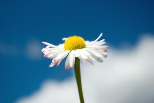 Camomile on a background  the blue sky with clouds