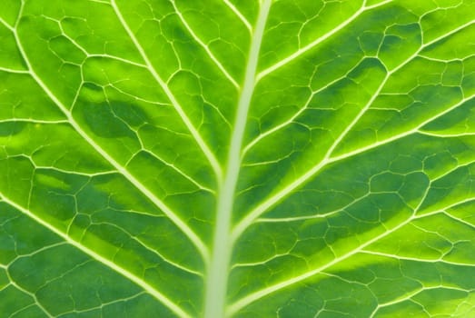 a macro of a leaf .abstract  background