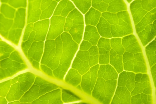 Texture of a green leaf in the sunlight .close up