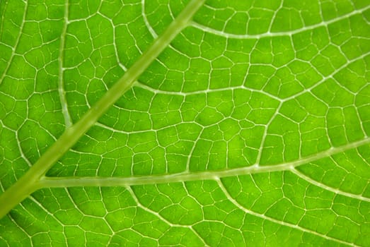 green sheet background close up