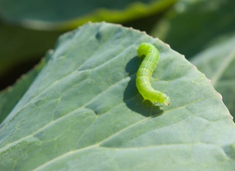 Caterpillar On a leaf of cabbage close up