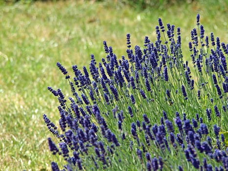 Blooming Lavender flowers in a field in France       