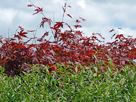 Lush bushes with green and red leaves background     