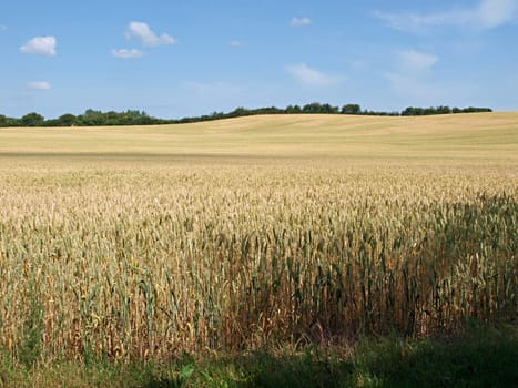 Wheat crops plant field in the summer background      