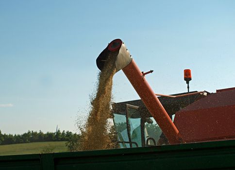 Harvest time - combine harvests in wheat field   