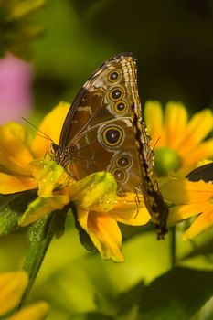 a butterfly eating nectar out of a flower